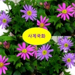 모종 사계국화 10cm포트 색상랜덤 3개 G1300