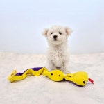 뱀 노즈워크 장난감