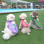 이츠독 이츠독 아이스 팝핑 강아지 물놀이 구명조끼 하네스 안전 손잡이 체리밤