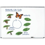 러닝리소스 EDU 6043 특대형 자석 나비의 한살이 모형 Giant Magnetic Butterfly Life Cycle