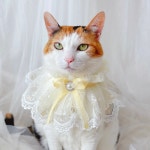 벨 스카프 레이스 공주 케이프 고양이 강아지 옷 목걸이 생일 선물 Miyopet
