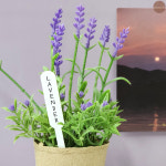 꽂이 식물 이름표