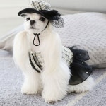 강아지 마카롱 원피스 1P 프릴 벨보아 드레스