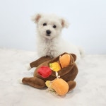 삼계닭 노즈워크 장난감