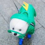 초록 애견 애견티셔츠 우의 공룡