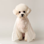 주식회사 부러나 개부러나 반려동물 펫타월 60매 1박스 펫타올 강아지 고양이 수건