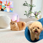 테일룸 100 생활방수 러그 댕냥이 더이상 혼내지 마세요 강아지 고양이 펫테리어 원형150cm 크림아이보리