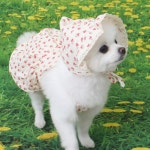 바이굄 바이굄 꽃송이 호박치마 바지 강아지옷 애견옷 강아지원피스 애견치마 보넷 L 호박치마 1개