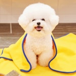 비타그램 반려생각 조이타월 강아지 고양이 극세사 펫타올 수건 L 1개