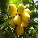 순희농장 비파나무 비파나무화분 접목 전중비파 유실수 과실수 순희농장 비파나무 비파나무화분