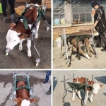 송아지 걸음마 보행기