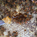 대암산꿀벌농장 숙성 천연 벌꿀 피나무꿀 햇꿀 2 4kg