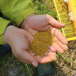 대암산꿀벌농장 숙성 천연 벌꿀 피나무꿀 햇꿀 2 4kg