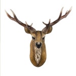 사슴뿔 벽장식 사슴머리 순록 북유럽 복도 헌팅트로피 벽걸이 소품 인테리어 컬러 라지 사이즈
