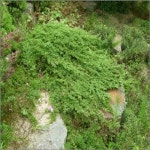 좀눈향 삽목1년 20주묶음 묘목 G0107