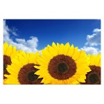 하우디 내츄럴벽지 x F-265 350