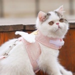 하네스 리드줄 천사 강아지 소형견 옷