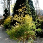 황금실편백 수고1 5M 폭80CM 묘목 G0057