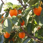 감나무 야오끼 수고2 0M R3CM 묘목 G0319