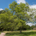 충북농원 느티나무 묘목 - R2 R4 분묘 용달비별도