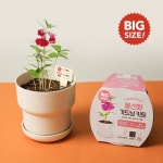 꿈쟁이 나만의 미니텃밭 BIG 가드닝키트 5종 중