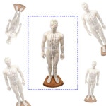 한의원 책상 테이블 전신 모형 혈자리 경혈 인형 해부학 침구학 실습 1개
