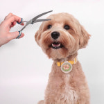 타미앤제니 강아지 애견미용 스테인레스 미용가위 세트