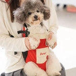 SLXXL 반려견 캐리어 배낭 야외 여행 개 숄더백 통기성 반려동물 강아지 가방 소형견 고양이
