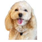 강아지 진주 하트 목걸이 m 1개