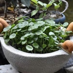 테라스 화단 조경 인테리어 야외 백조 발코니 연못 어항 수반 용맹한 화분 발순풍 중