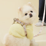 힛찌 힛찌 강아지 패턴 하네스 Y형 가벼운 착용이 쉬운 원터치 앞섬방지