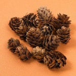 솔방울 미니 20개