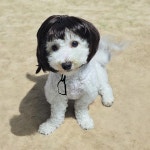 금잔디 단발 강아지 가발