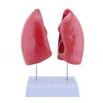 폐해부학 인체폐모형 인간 투명 장기 해부학 인체 교육 구조 모델 병원 폐모형