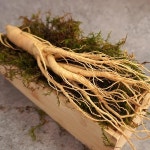 더조은 세척 풍기인삼 6년근 수삼 콩난 500g 선물세트