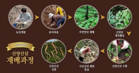 삼내음 농장 산양산삼 자연재배 프리미엄 10년근 7뿌리 건강 선물세트 1개