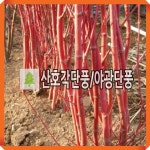 산호각단풍나무 묘목 야광단풍 접목1년