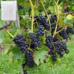 넝쿨 식물 원예용품 그물망 등나무망 1