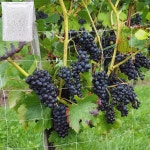 넝쿨 식물 원예용품 그물망 등나무망 1