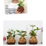 초등 솜씨자랑 식물 키우기 체험 토피어리 화분 만들기 3인
