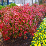 남천나무 소스랑남천 15cm화분 왜성남천