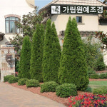 에메랄드그린 나무 묘목 키120cm 상록수 싸이프러스 가림원예조경