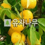 유자나무 6치화분 결실주