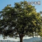 느티나무 묘목 실생2년 플러그묘 3개 활엽수 조경수