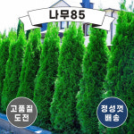 나무85 에메랄드그린 4치 포트 10개