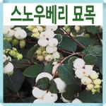 스노우베리 화이트드림 포트묘