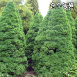 코니카가문비나무 묘목 키40cm 분 상록수 조경수 관상수