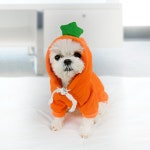 당근의상 강아지옷 반려동물 당근후드