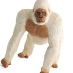 화이트 고릴라 피규어 장식품 유아교구 유아