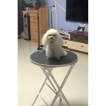 강아지 미용테이블 미용의자 스탠드 애견 목욕 진료대 1개